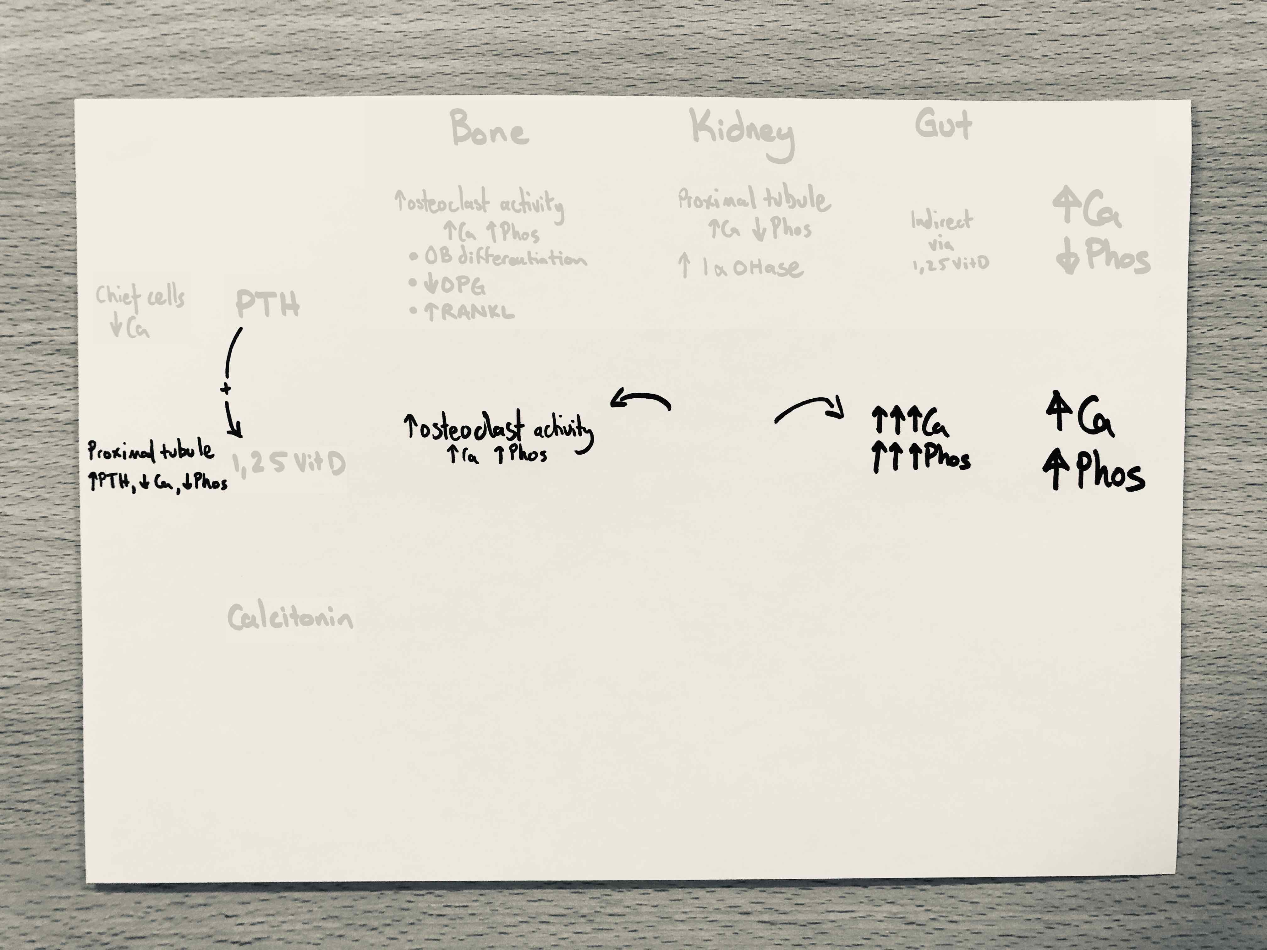 The source and stimulus for Vit D, and it’s target organ effects on bone and gut, with global net effect on serum Ca/Phos