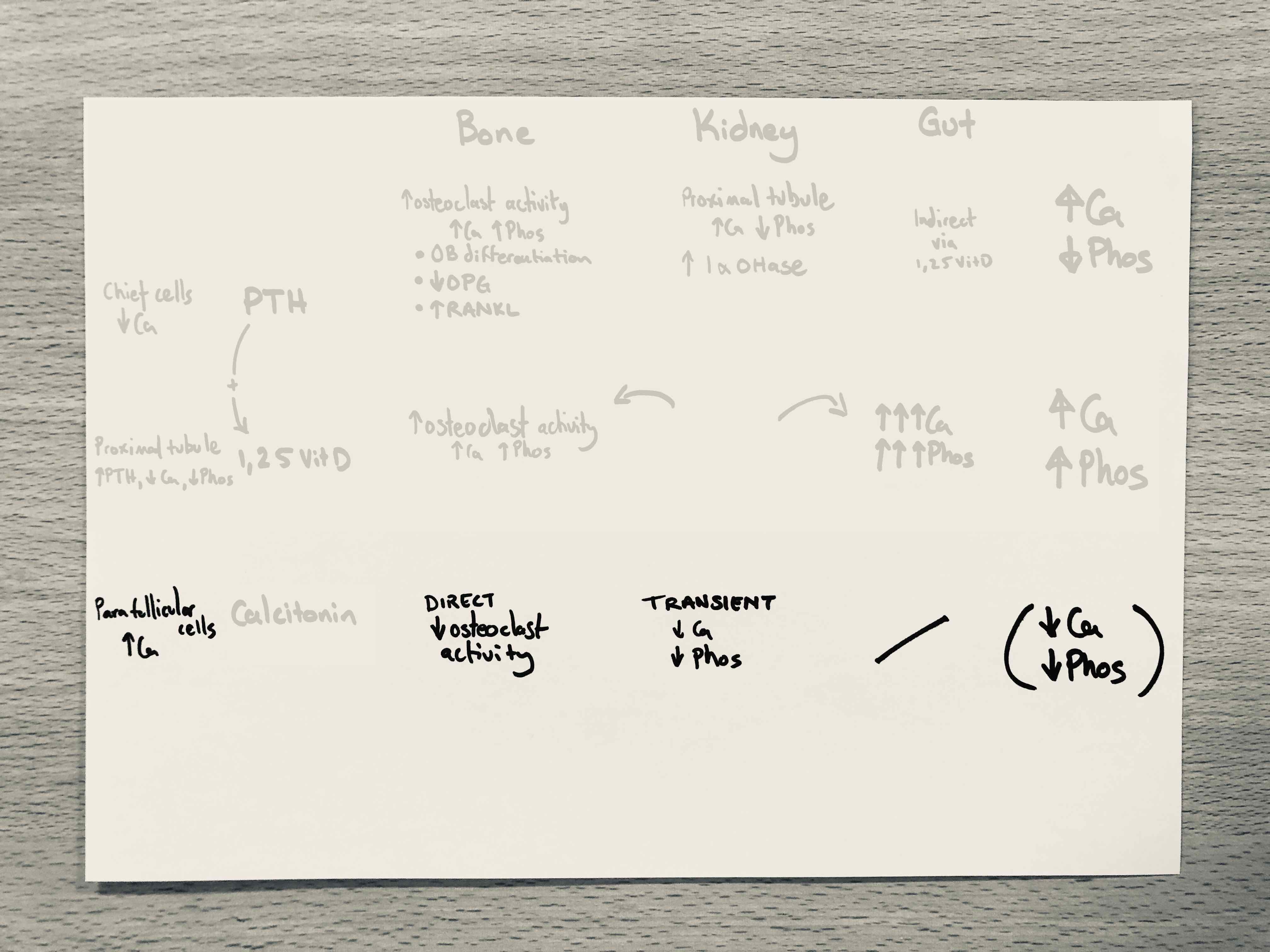 The source and stimulus for calcitonin, and it’s target organ effects on bone and kidney, with global net effect on serum Ca/Phos