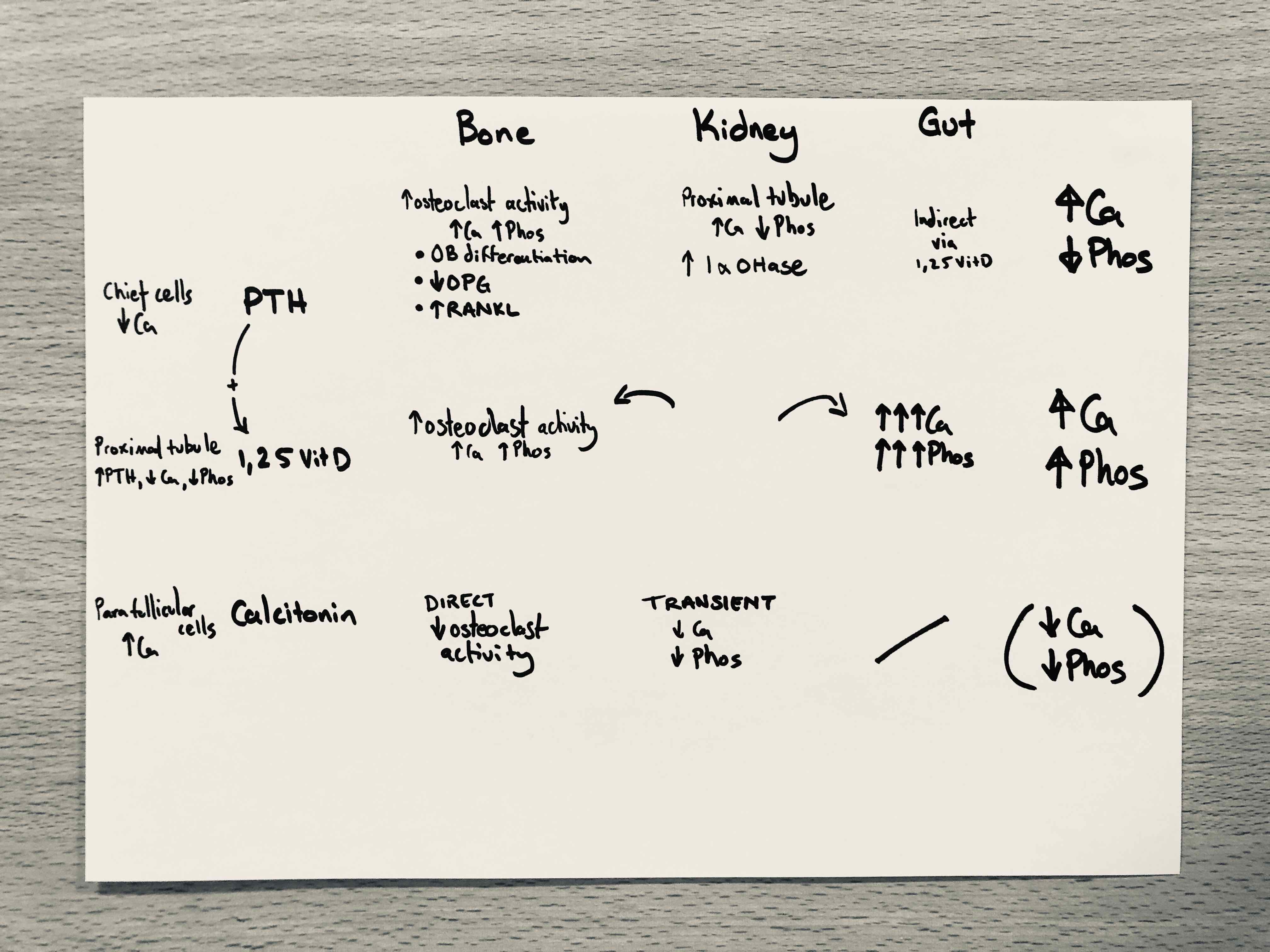 The source and stimulus for calcitonin, and it’s target organ effects on bone and kidney, with global net effect on serum Ca/Phos